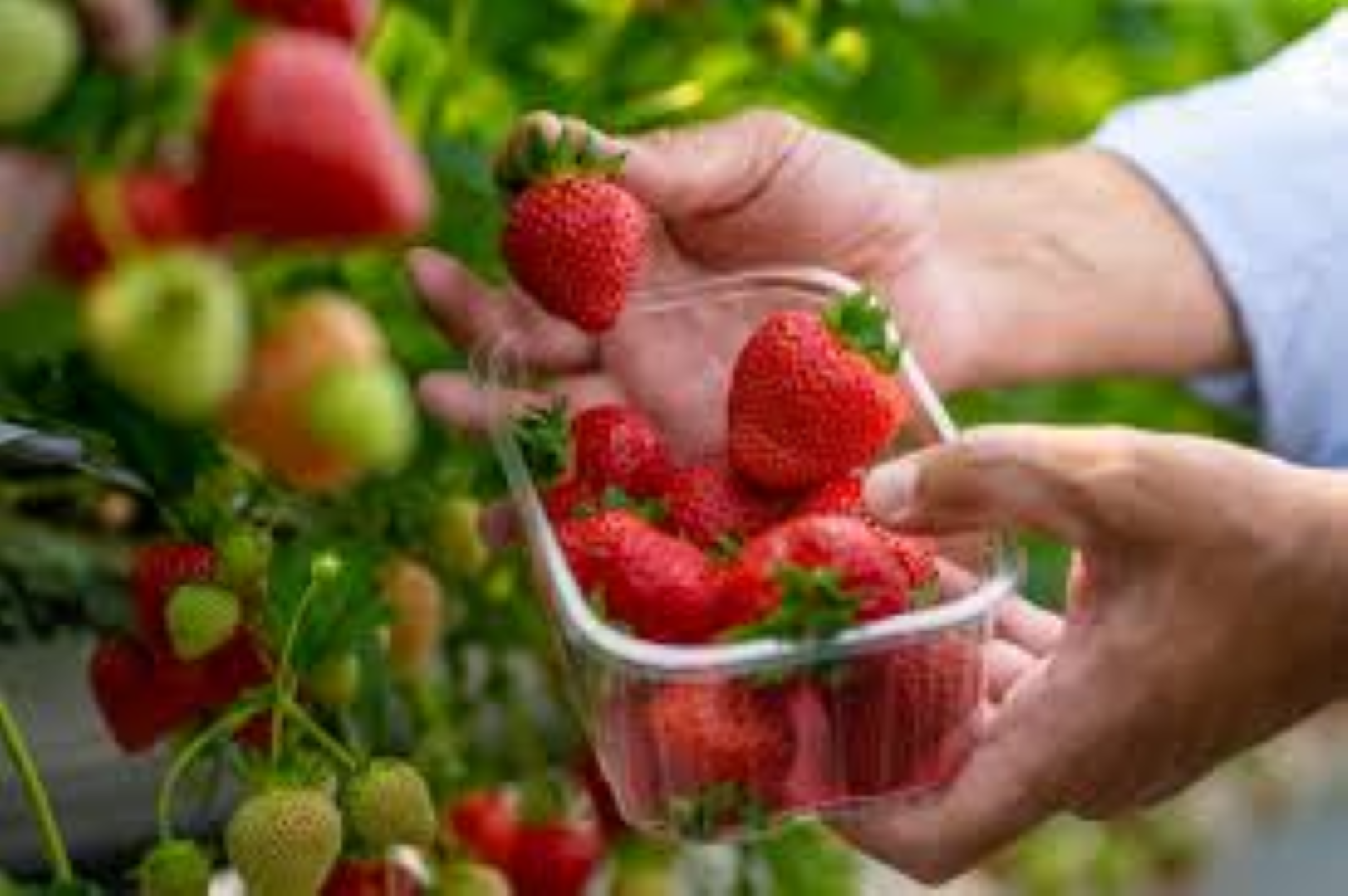 GOOD NATURE STRAWBERRY 250G